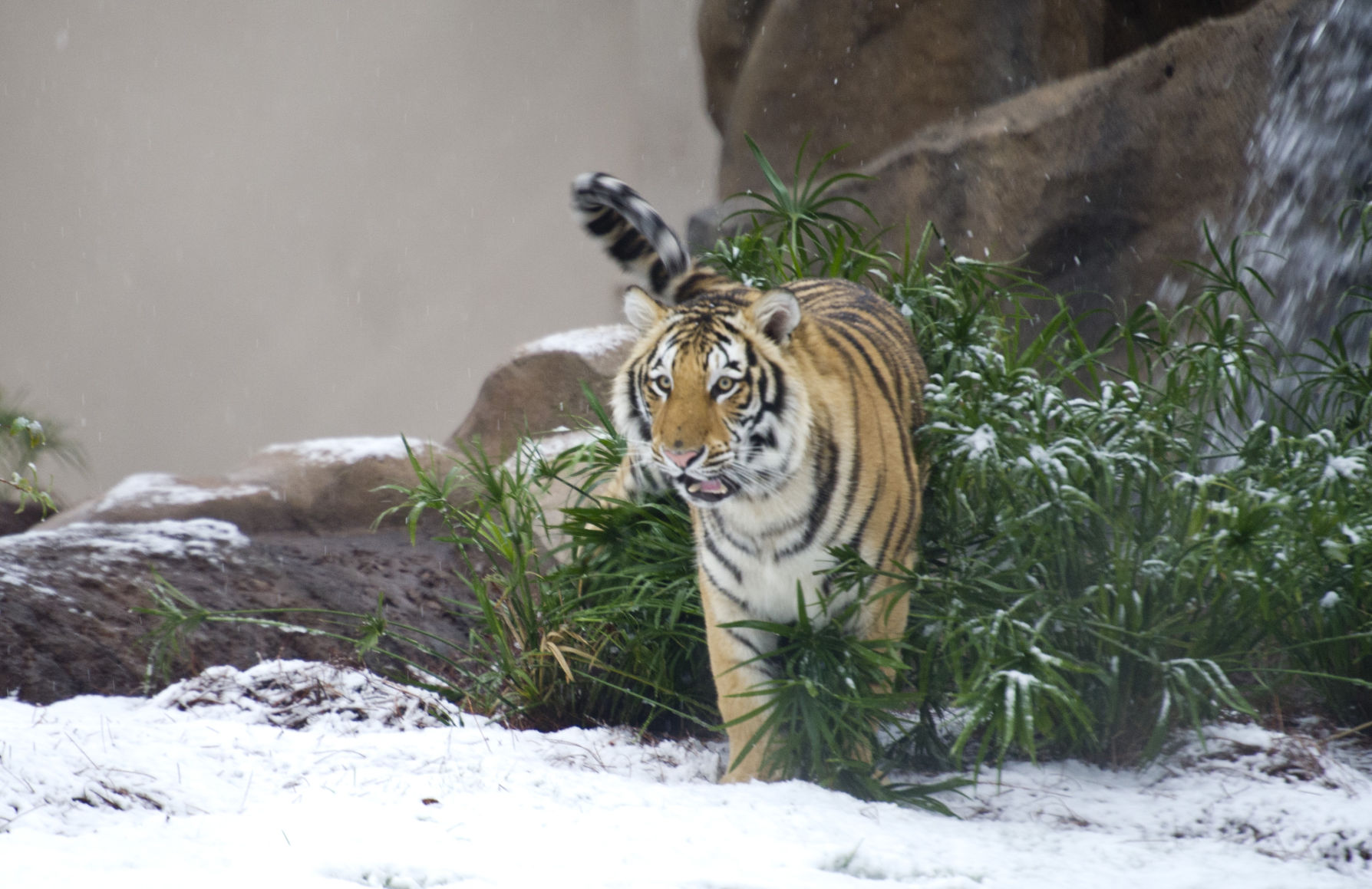 BR.snowdayjb 010.JPG